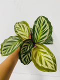 4" Calathea Cora