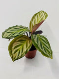 4" Calathea Cora