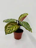 4" Calathea Cora