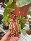 Nepenthes Gaya
