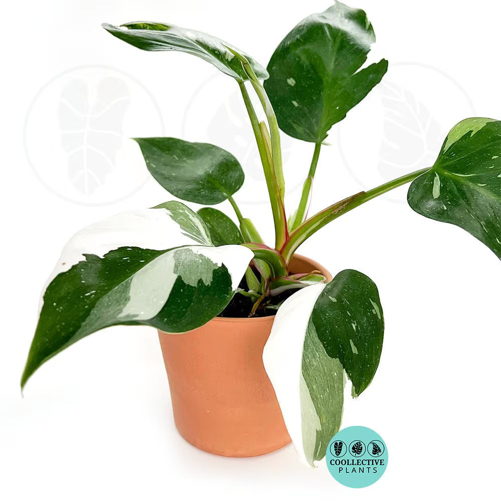 Philodendron White Princess : Indoor Plants -Rare Variegated Indoor Plant-Easy Care Houseplant -Starter Plant ,Live Indoor, Easy to Grow - Beginner Plant