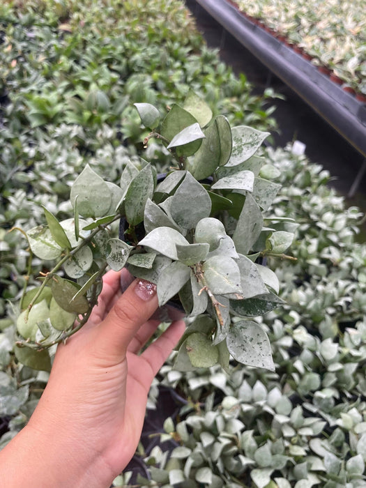 2" Hoya Krohniana Eskimo