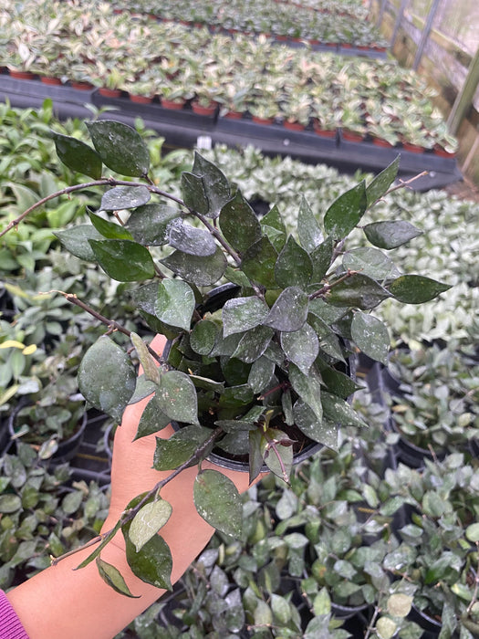 Hoya krohniana Black