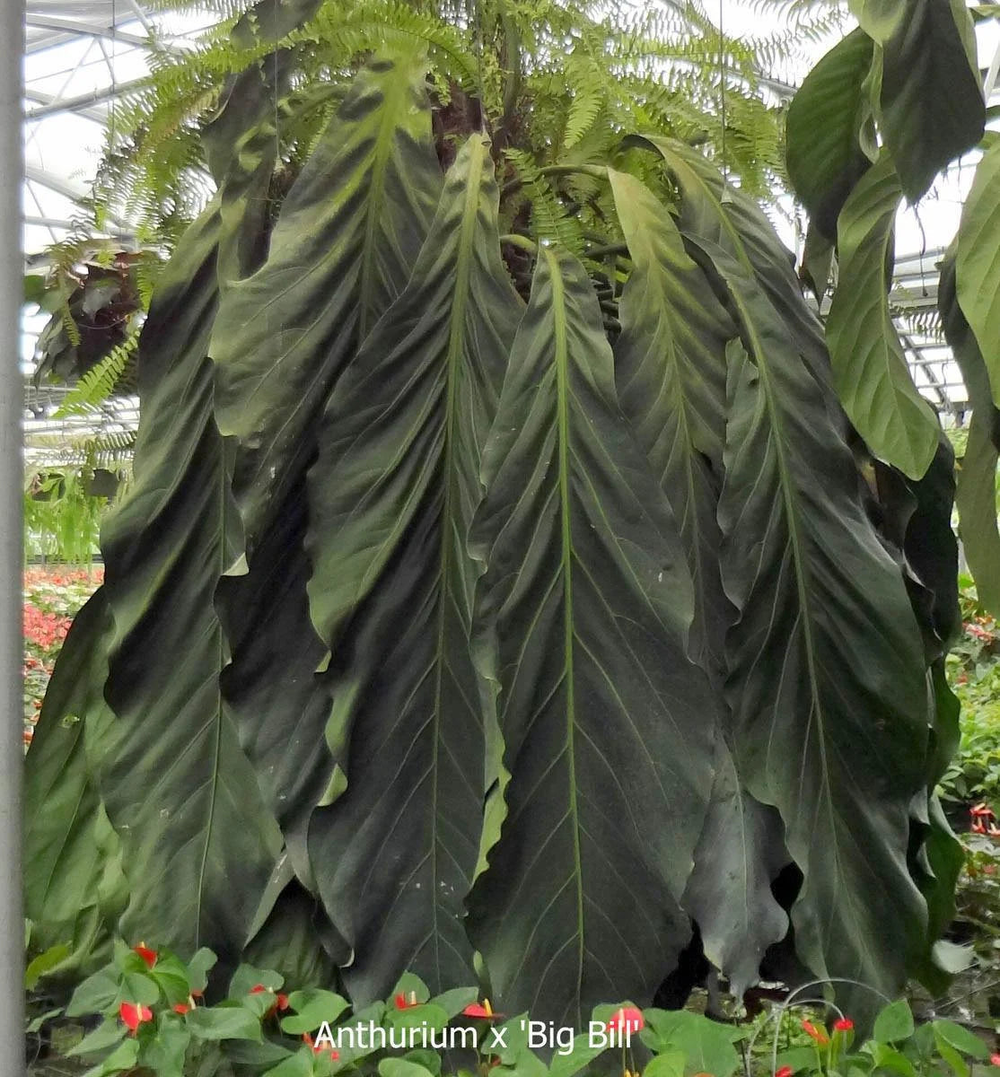 anthurium boli Anthurium Big Bill – Coollective Plants