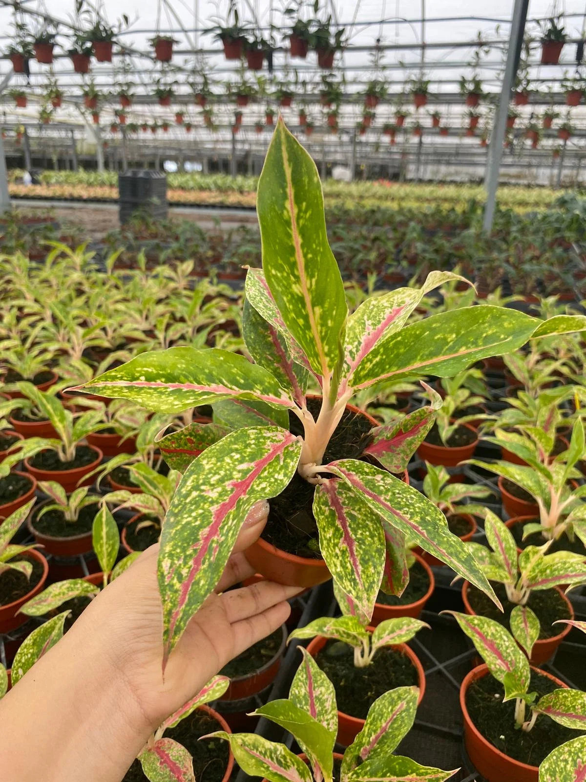 Aglaonema Night Sparkle | Speckled Chinese Evergreen with Pink Veins | Low Light Indoor Houseplant (2” Starter Plant)