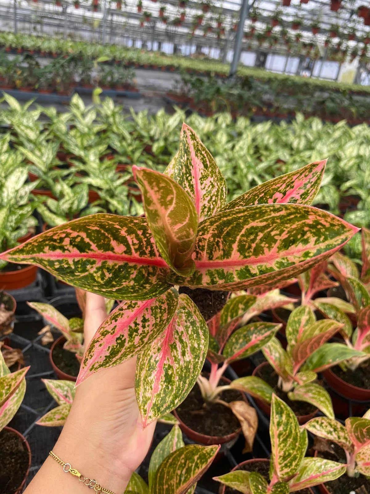 aglaonema 'red gold Aglaonema Golden Powder (2 inch plant) – Coollective Plants