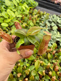 Nepenthes Gaya