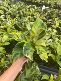 Calathea Yellow Fusion