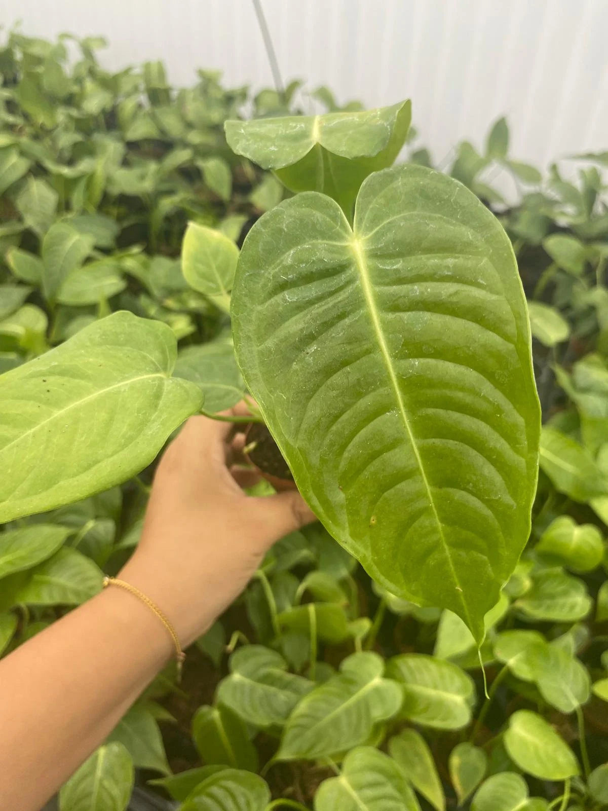 2" Pot Anthurium Veitchi