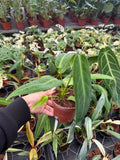 2" Anthurium warocqueanum