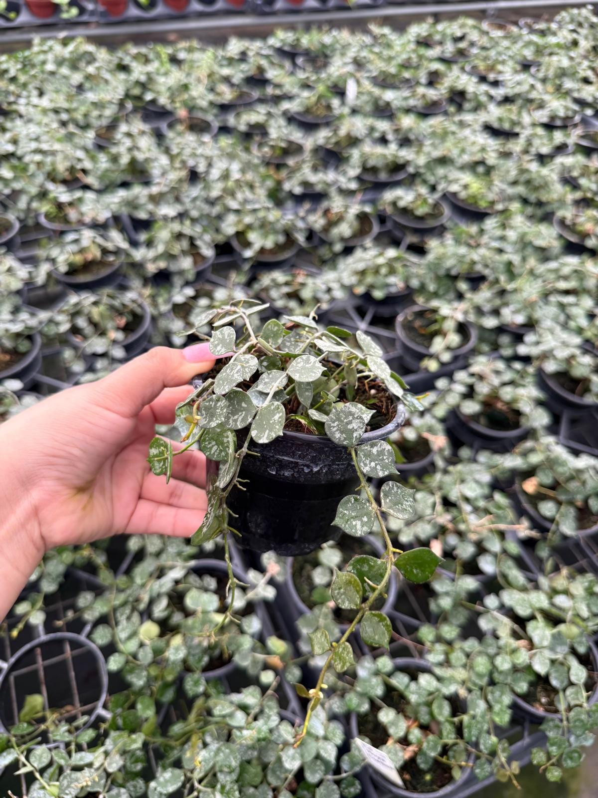 Hoya Curtisii