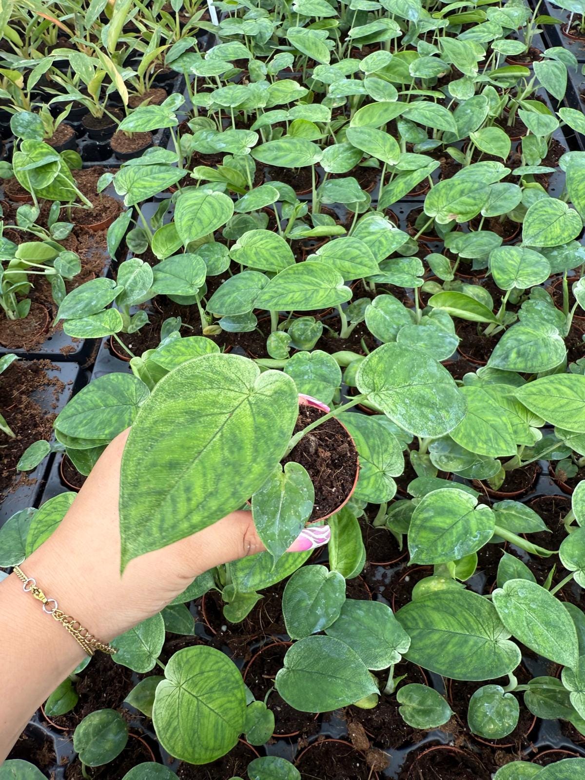 Syngonium Chiapense Ice Frost : Indoor Plants - Easy Care Houseplant - Starter Plant ,Live Indoor, Easy to Grow - Beginner Plant