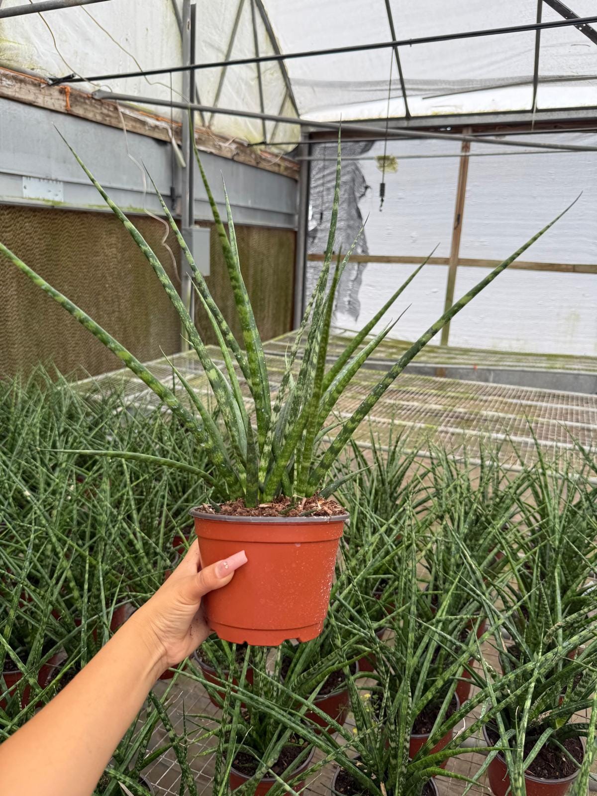 Sansevieria Fernwood Mikado