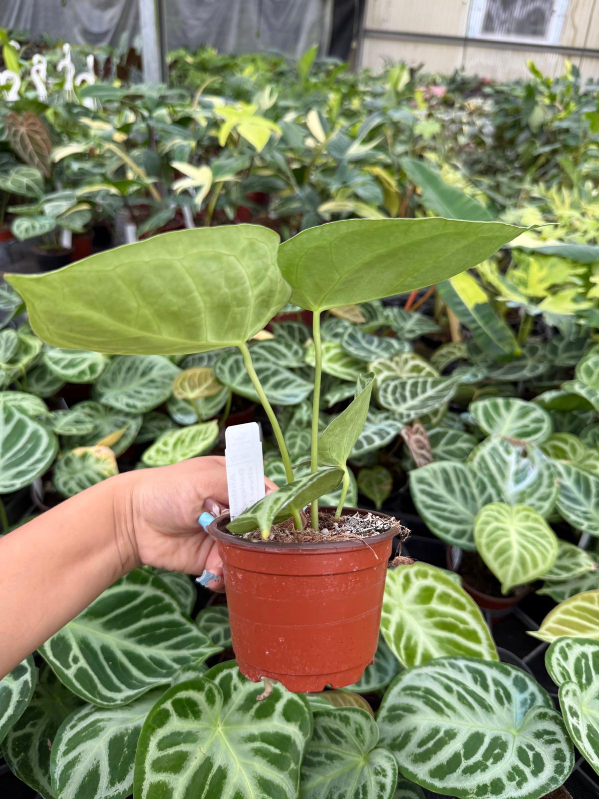 Anthurium Dorayaki x Silver Blush
