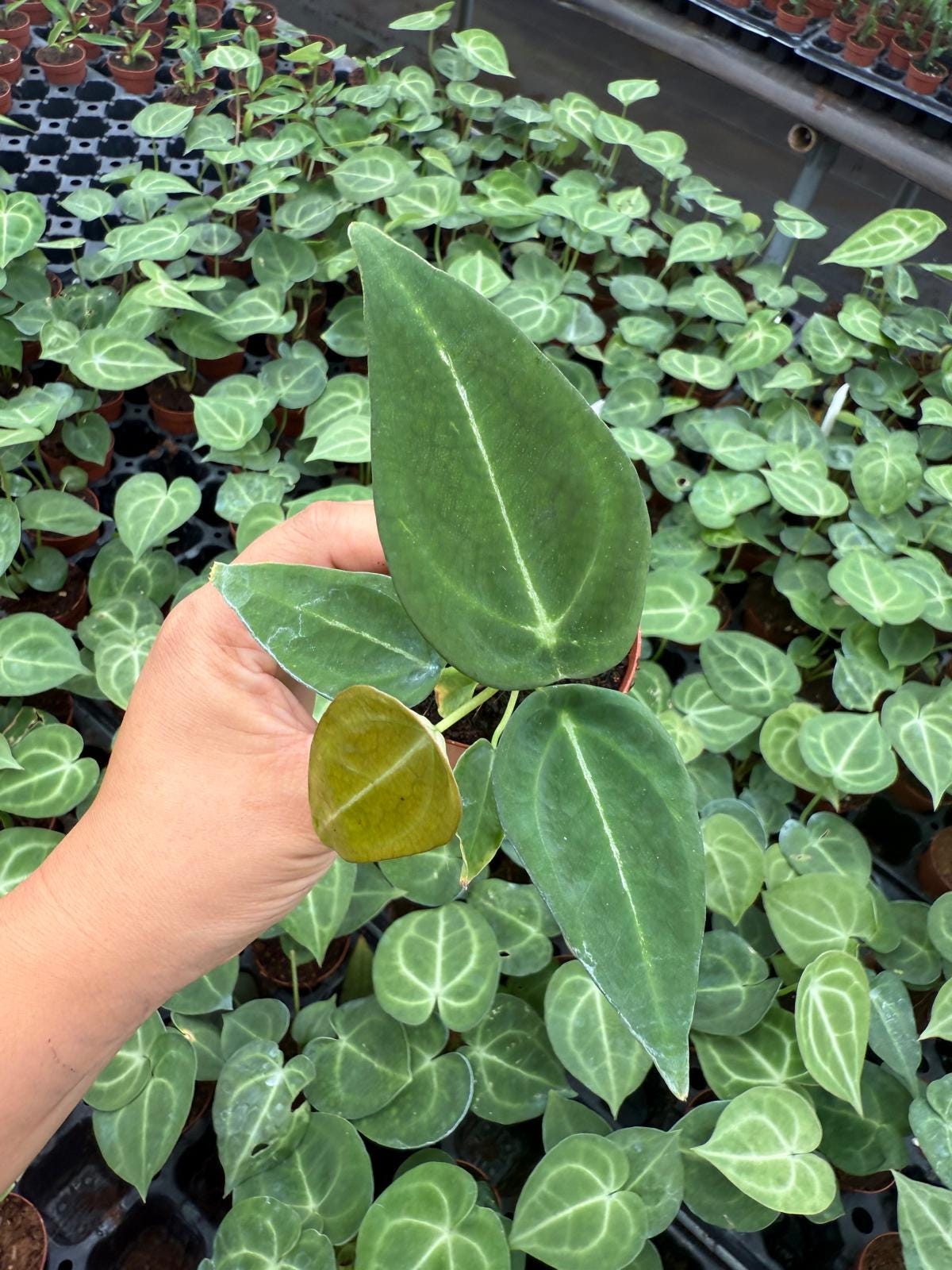 Anthurium Forgetti