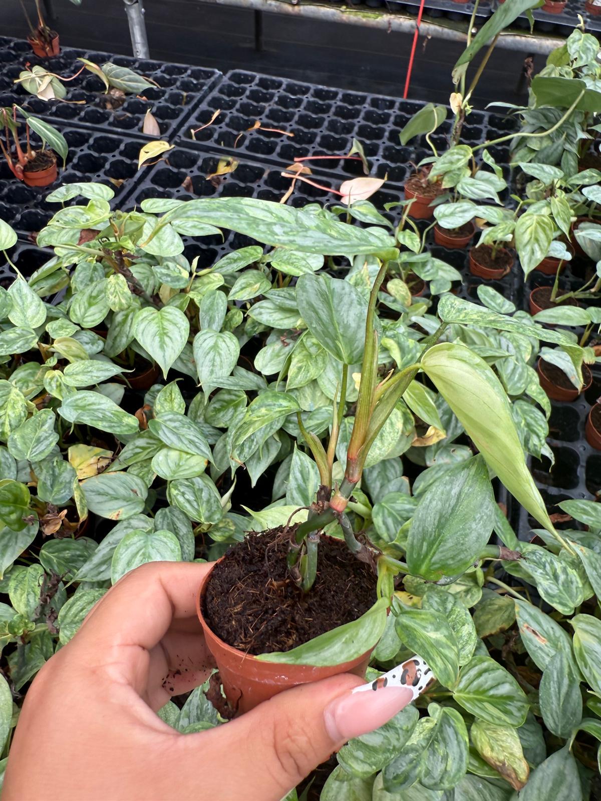 Philodendron Sodiroi Variegated