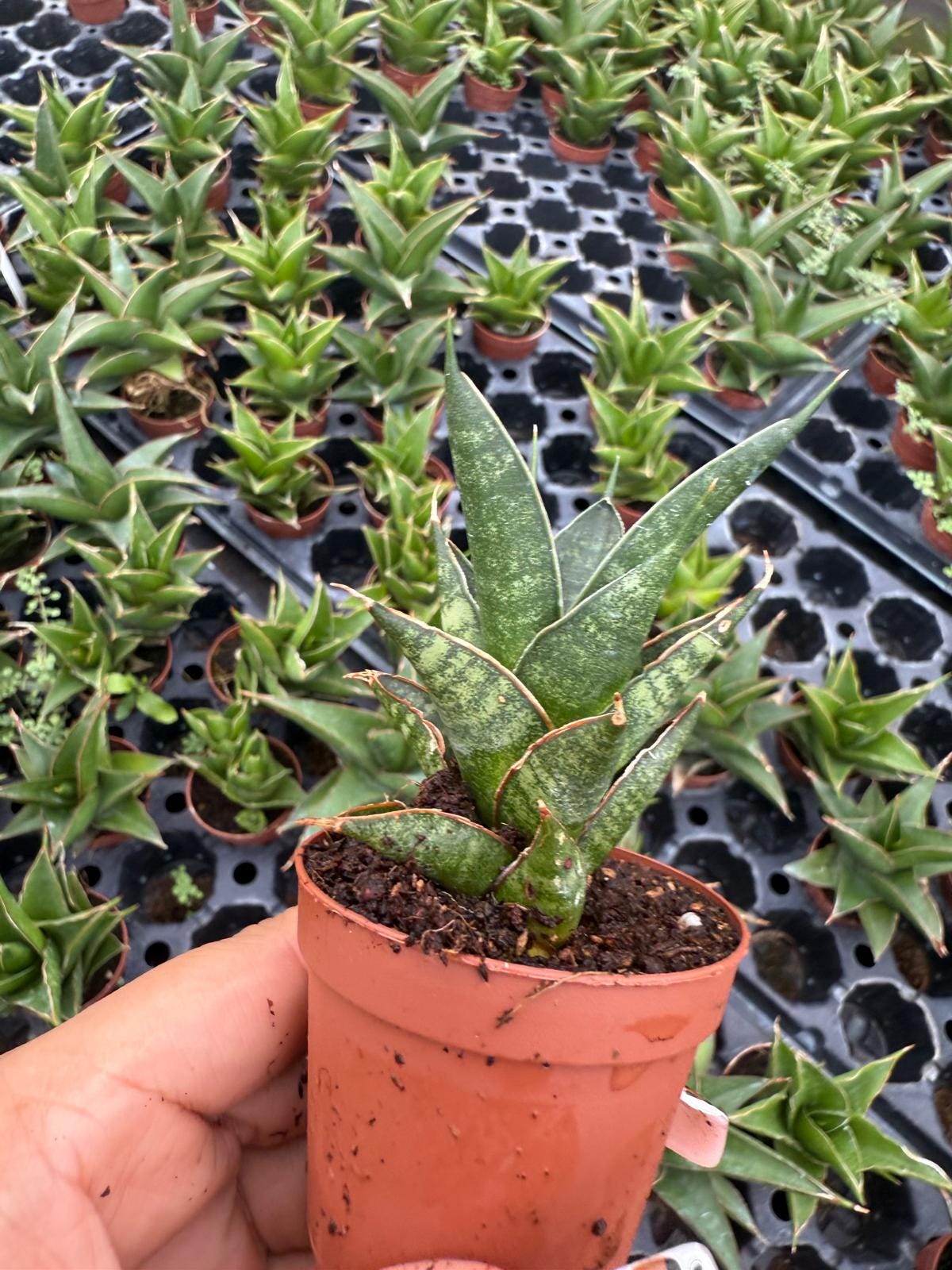 Sansevieria Table Mountain