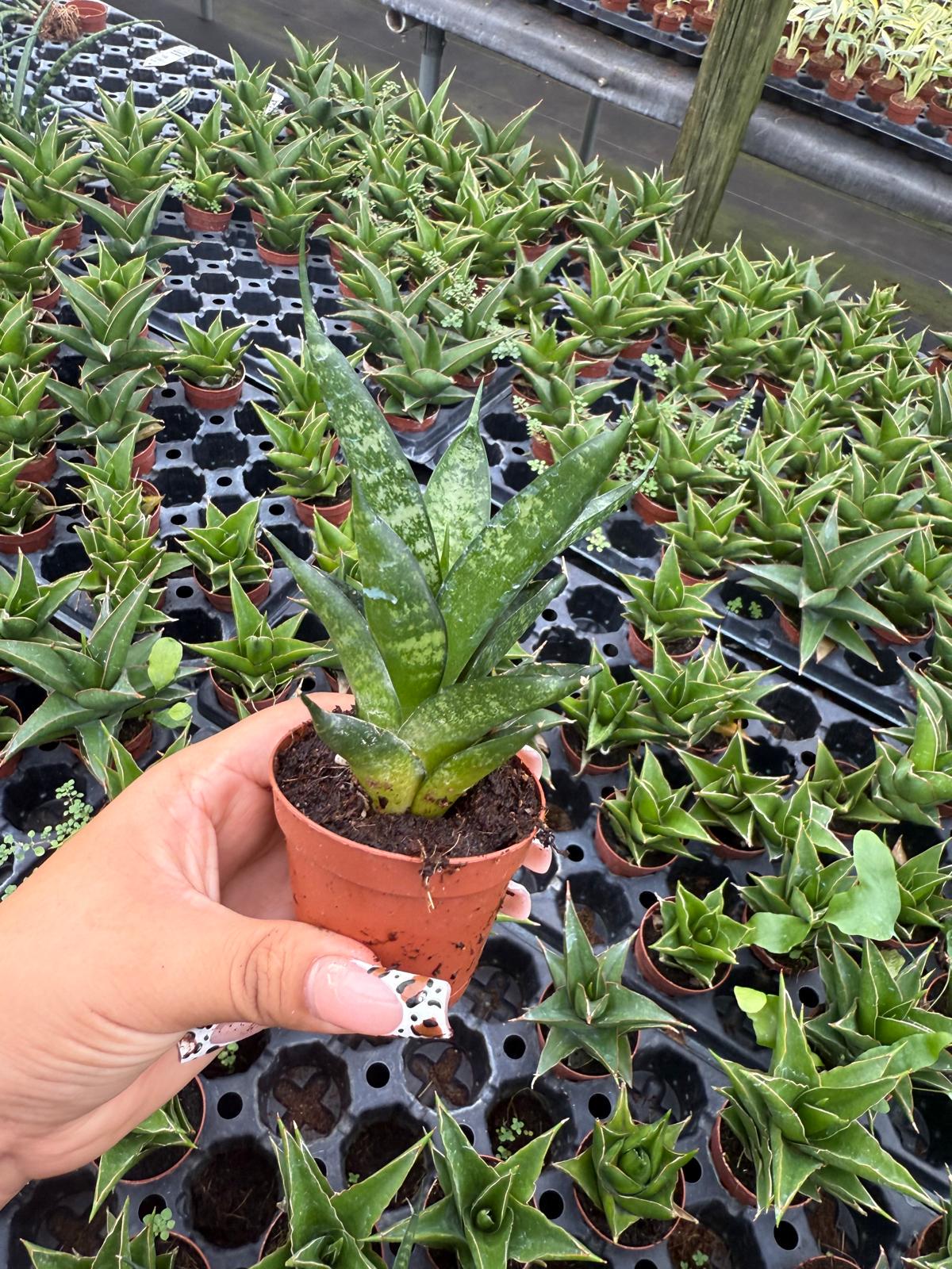 Sansevieria Pagodah Black