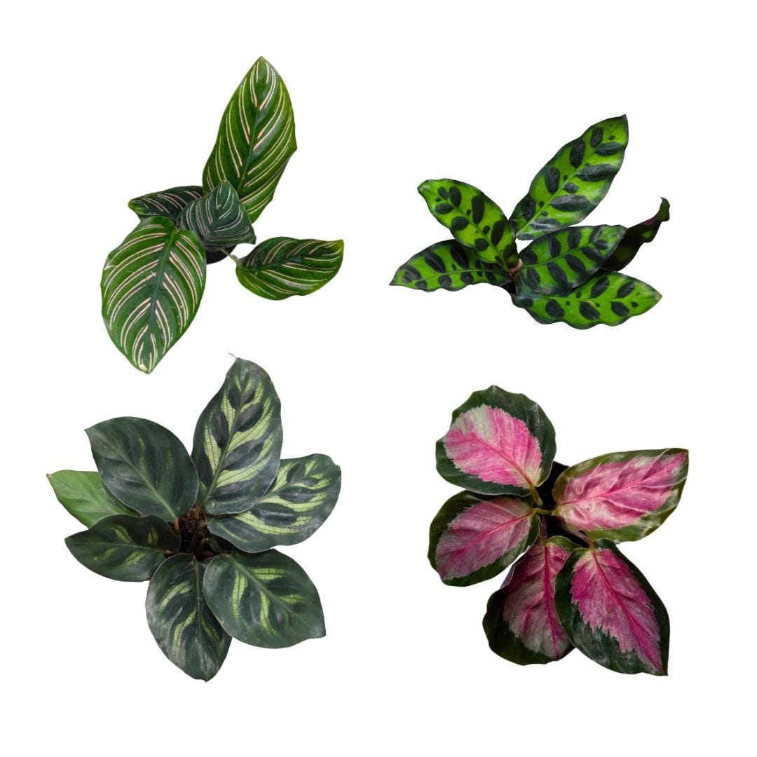 Calathea Collection (4PK) Essential Houseplant Live Plant Live in 2 inch Pots, Lancifolia, Calathea Ornata, Makayona, Rosy
