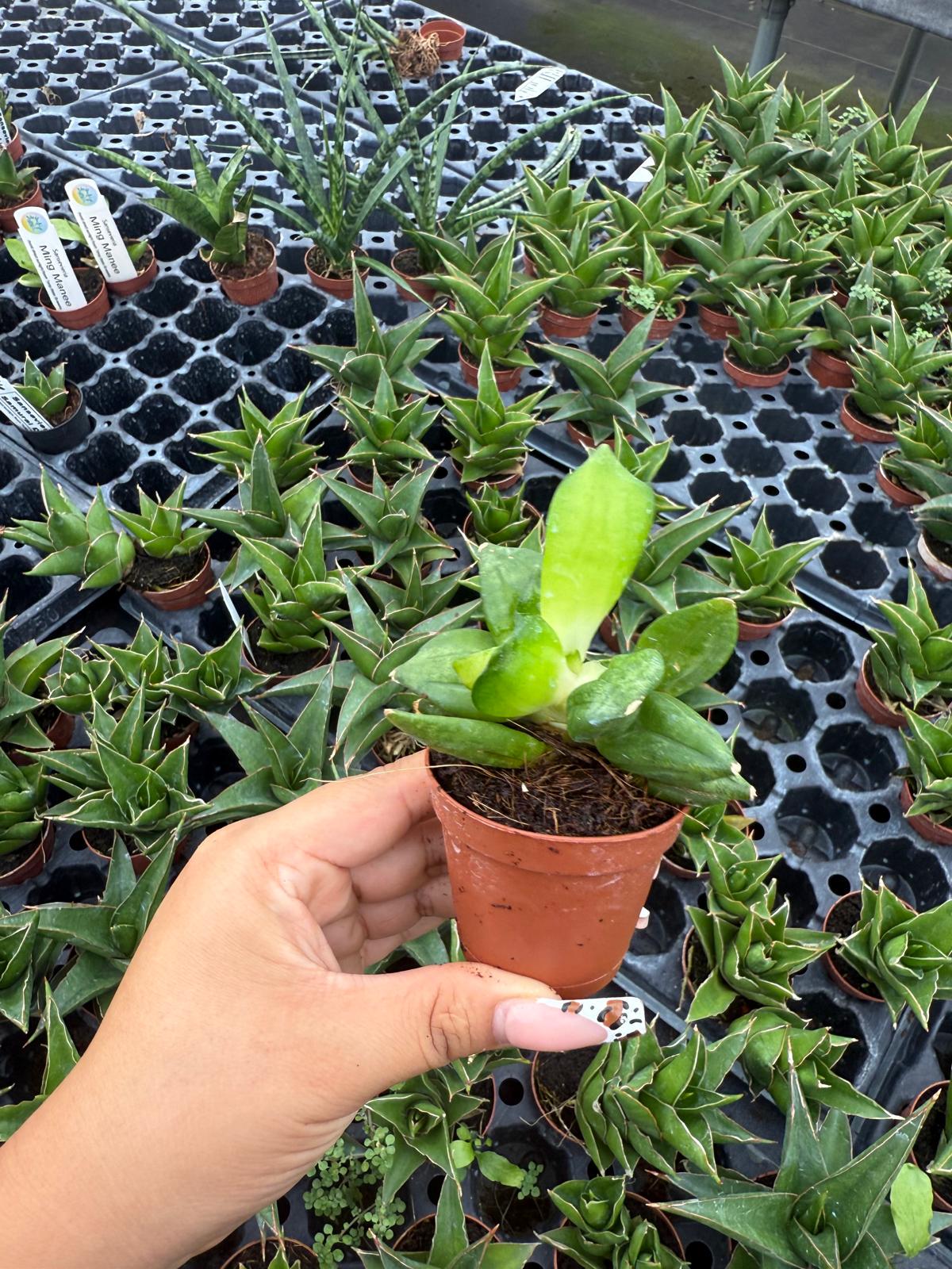 2" Sansevieria Pyramid