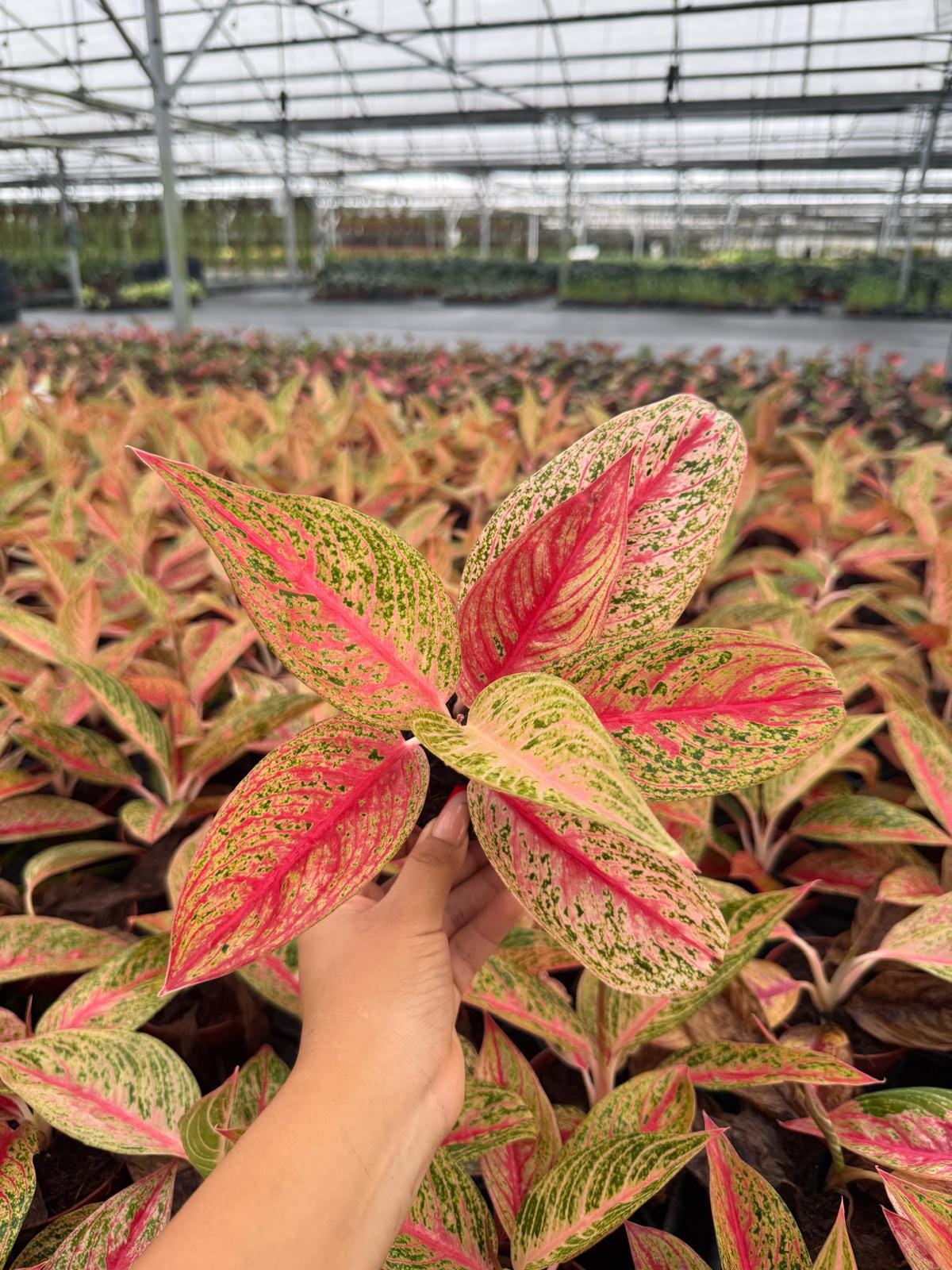 Aglaonema Legacy Pink, Chinese Evergreen - Live Plant in 4" Pot