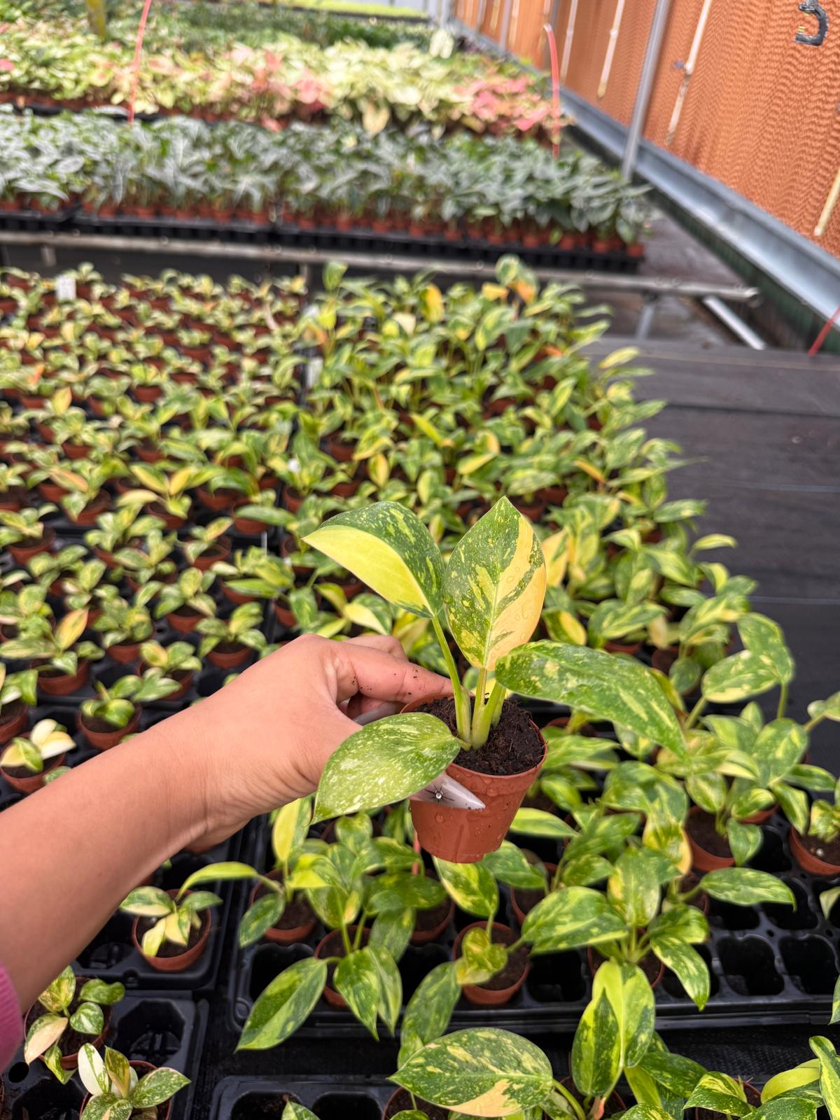 2" Pot Philodendron Green Congo Variegated | Rare Variegated Philodendron | Live Indoor Tropical Houseplant