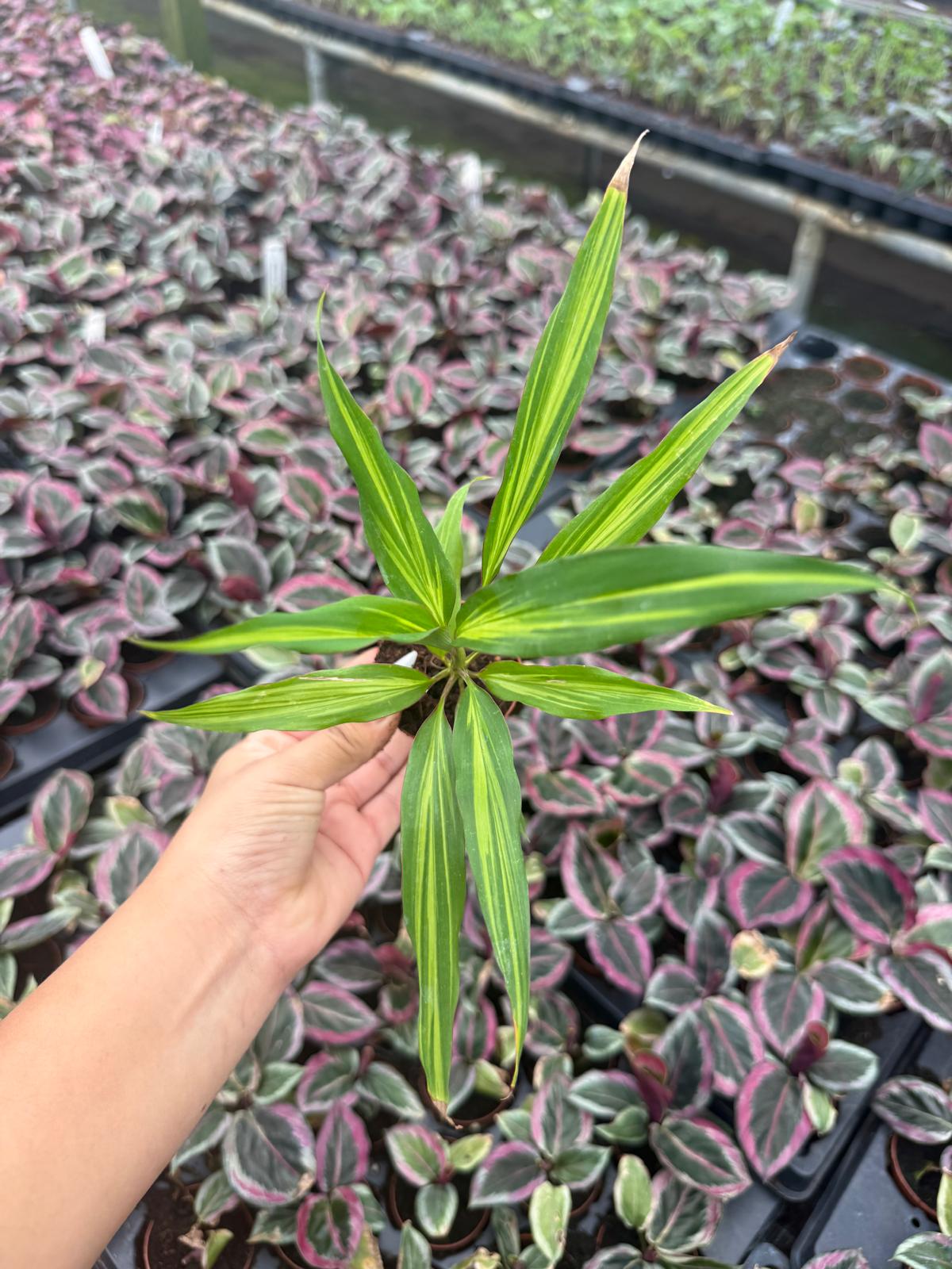 2" Pot Cordyline fruticosa Kiwi