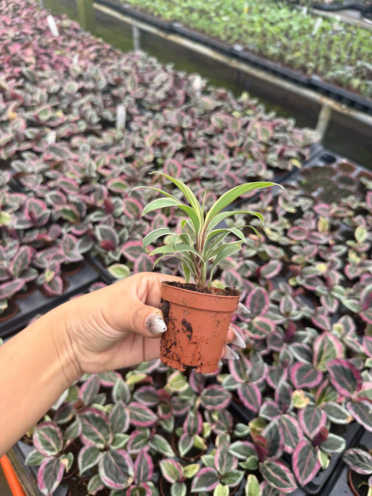 2" Pot Cordyline Chocolate Cream