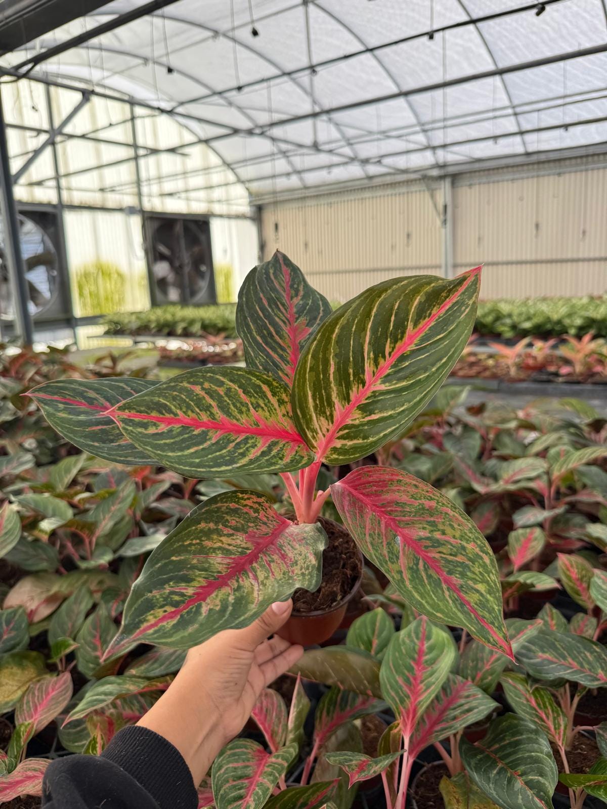 Aglaonema ‘Pride of Sumatra’ – Rare Pink Veined Chinese Evergreen | Tropical Houseplant | Easy Care Indoor Plant | Collector Aroid