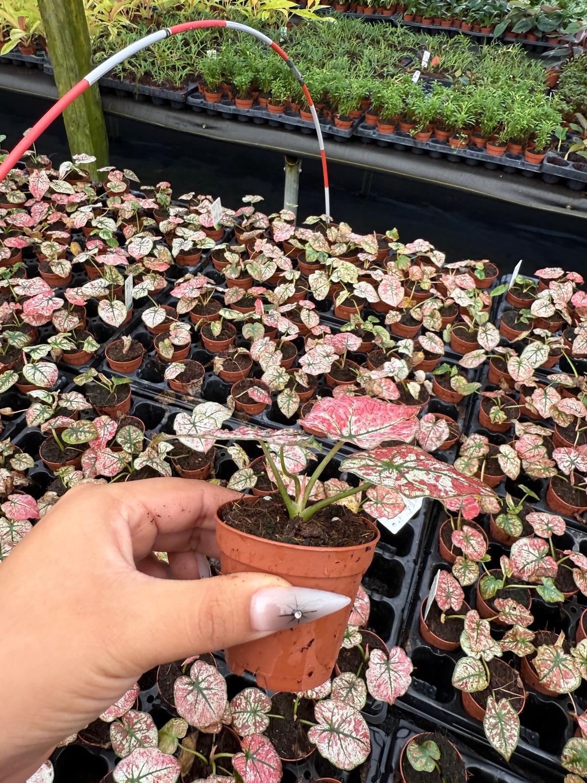 Caladium Wedding Dress | Rare White Pink Fancy Leaf Caladium | Variegated Tropical Houseplant | Easy Care Indoor Plant