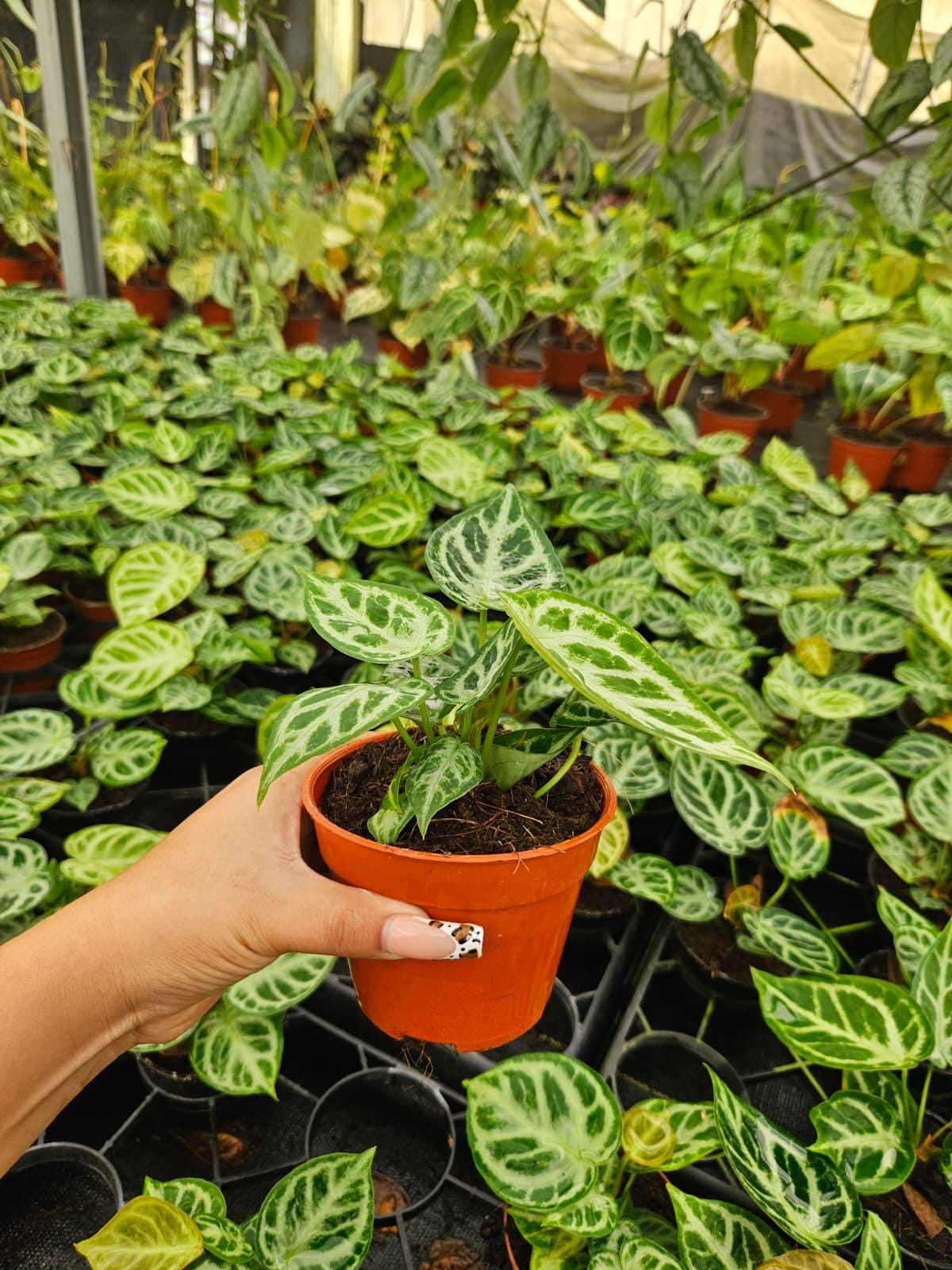 Anthurium Dorayaki