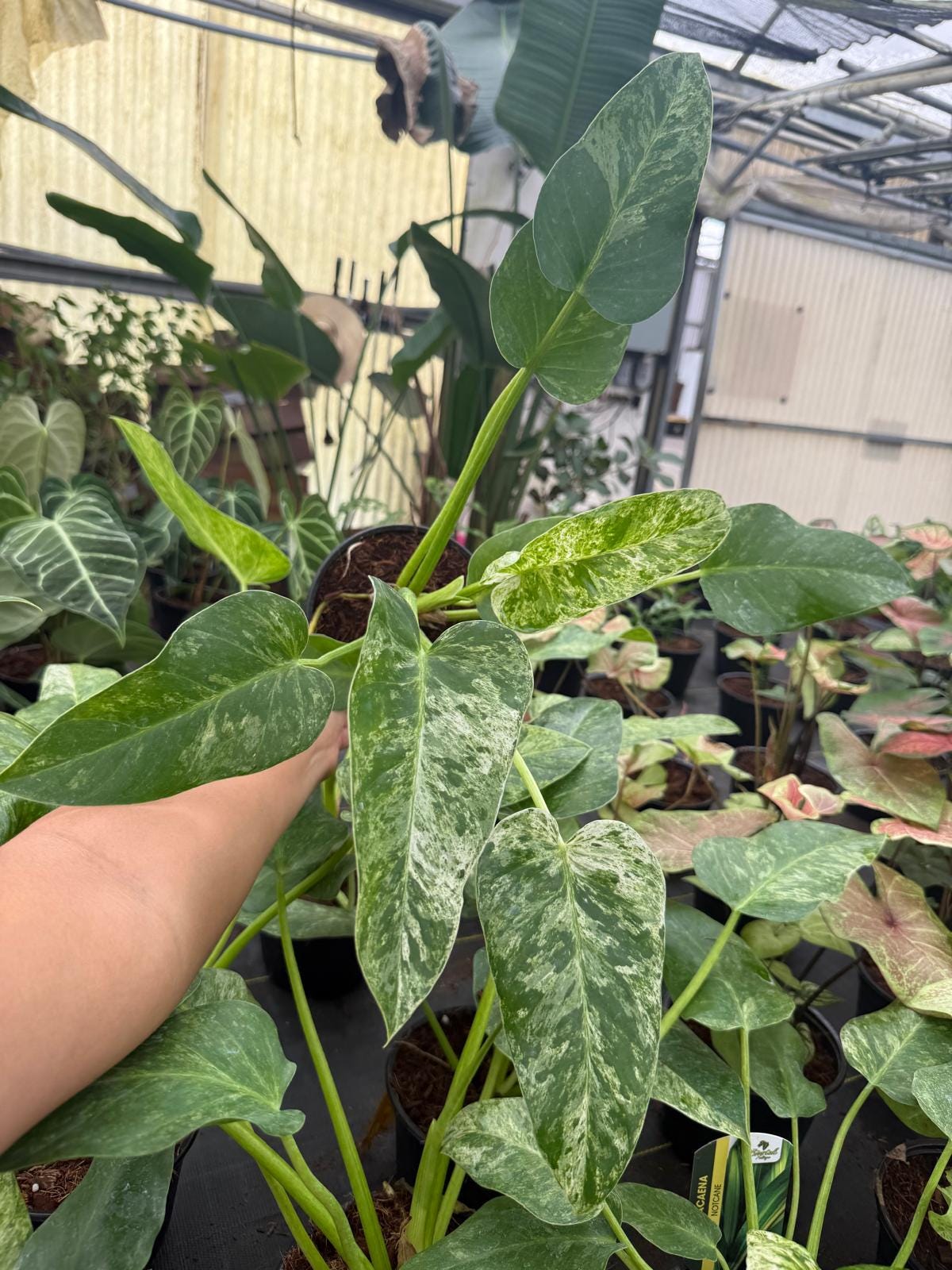 Philodendron Giganteum Blizzard – Rare Variegated Tropical Houseplant, Large Glossy Leaves, Collector’s Plant