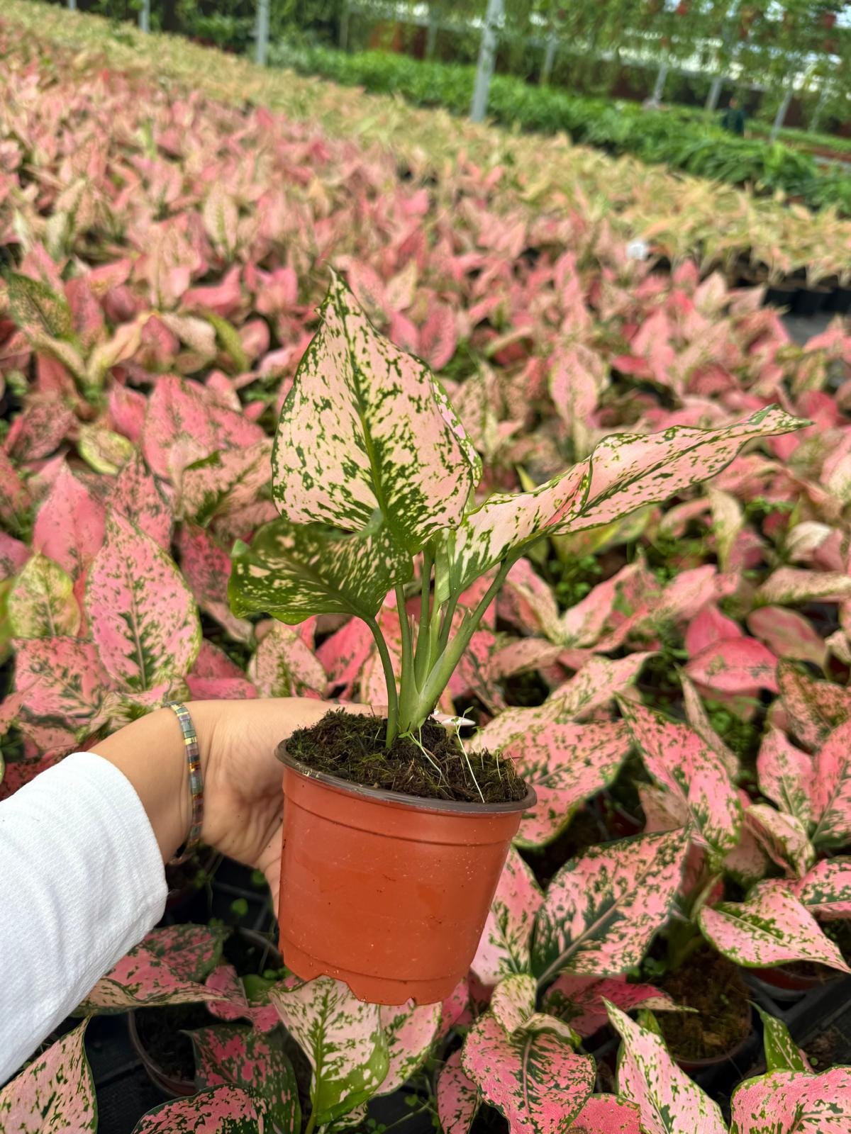 4" Pot Aglaonema Light Pink Triphet Plant | Pink Indoor Houseplant | Live Plant