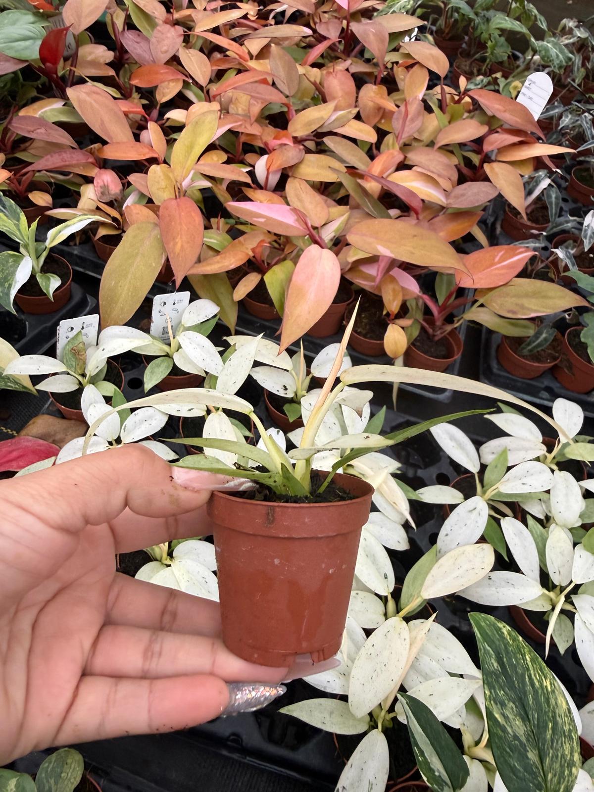 2" Pot Philodendron Whipple Way | Rare Philodendron | Live Indoor Plant