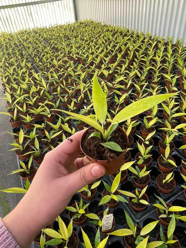 2" Pot Philodendron Calkins Gold – Rare Tropical Houseplant, Golden Variegated Foliage, Indoor Plant