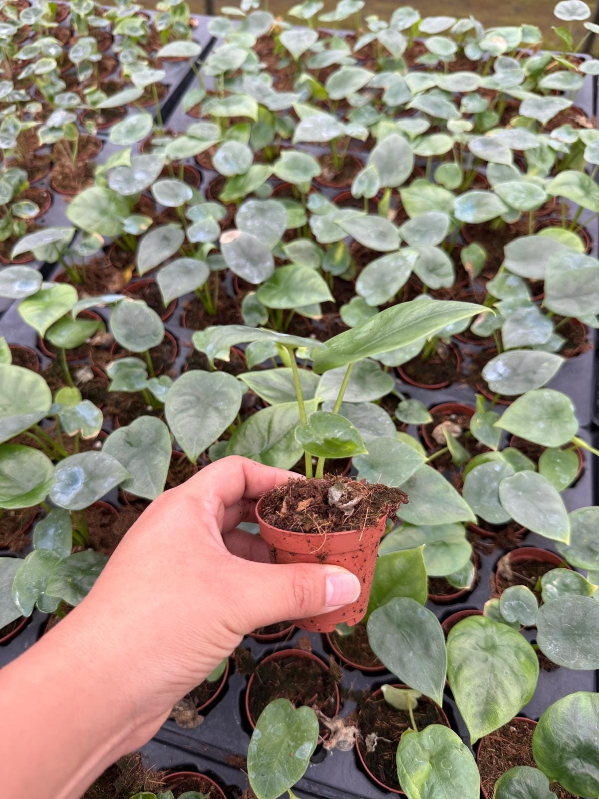 Alocasia Likiwan (Rare Plant) – Live Indoor Houseplant – Easy Care Tropical Starter Plant, Beginner Friendly Decorative Foliage