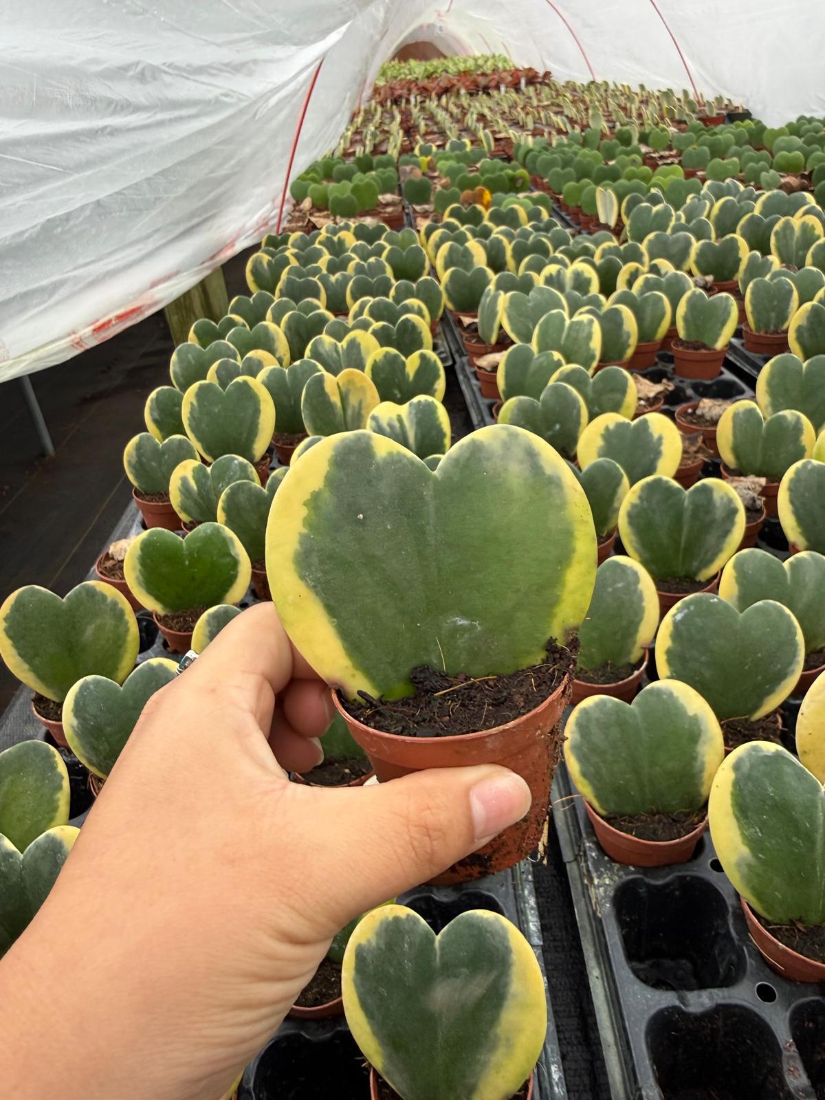 2" Pot Hoya Kerrii Variegated (Heart Plant) β Rare Variegated Hoya β Live Indoor Houseplant β Sweetheart Hoya β Easy Care Plant