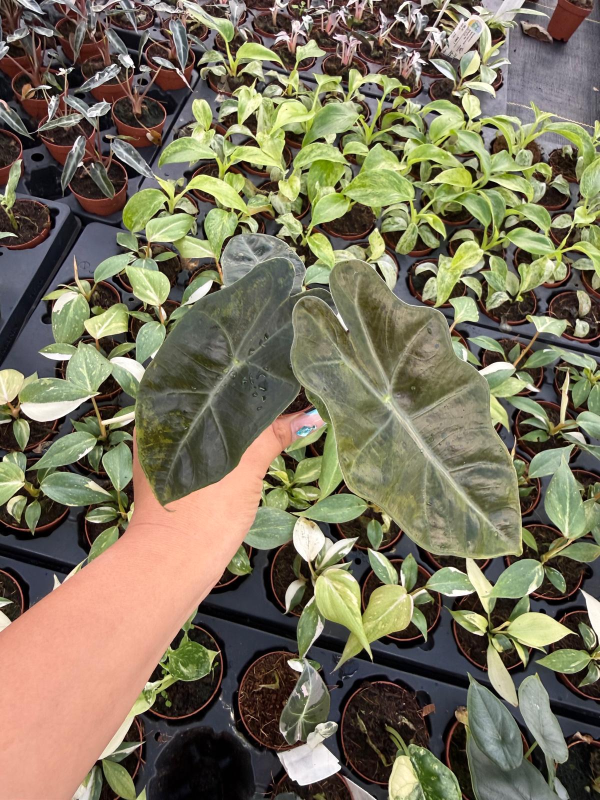 4" Pot Alocasia Sanderiana Aurea Variegated โ "Exact plant" โ Rare Yellow Variegated Alocasia | Exotic Collector Plant
