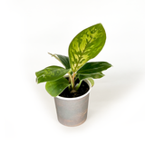 Mix Combo Collection (4PK) Essential Houseplant  Live Plants Indoor Plants Live in 2 inch Pots, Philodendron billietiae, Nepenthes Hispida, Homalomena Camouflage & Philodendron Golden Melinonii