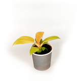 Mix Combo Collection (4PK) Essential Houseplant  Live Plants Indoor Plants Live in 2 inch Pots, Philodendron billietiae, Nepenthes Hispida, Homalomena Camouflage & Philodendron Golden Melinonii