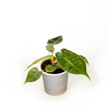 Mix Combo Collection (4PK) Essential Houseplant  Live Plants Indoor Plants Live in 2 inch Pots, Philodendron billietiae, Nepenthes Hispida, Homalomena Camouflage & Philodendron Golden Melinonii
