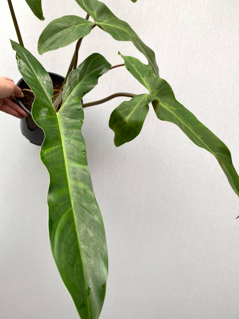 Philodendron mexicanum (2 inch plant)