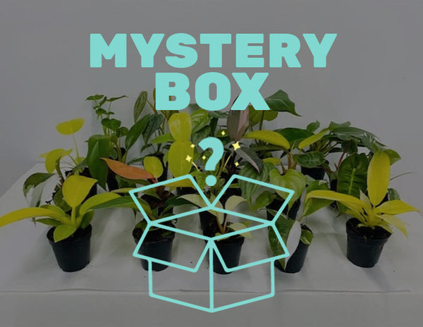 MYSTERY POT sold BOX