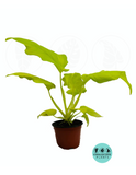 Philodendron Warsewiczii Aurea