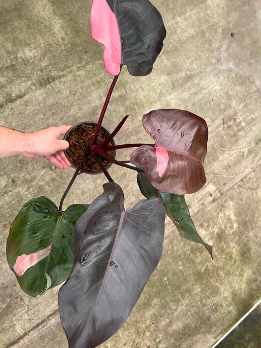 Philodendron Pink Naomi