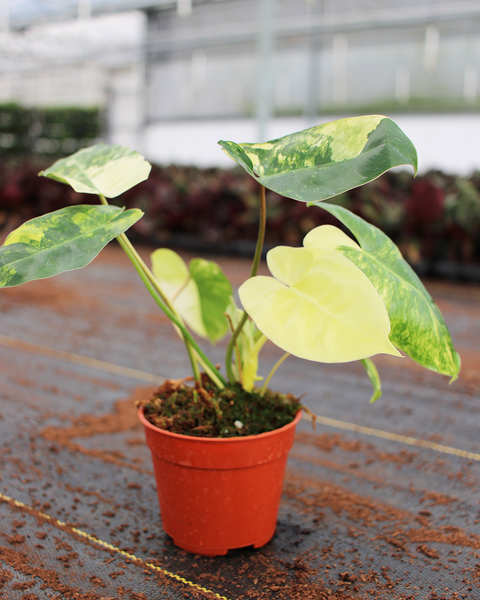 Philodendron Burle Marx Variegated – Coollective Plants