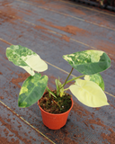 4 " Philodendron Burle Marx Variegated