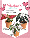 Valentine's Combo with 3 plants 4" size