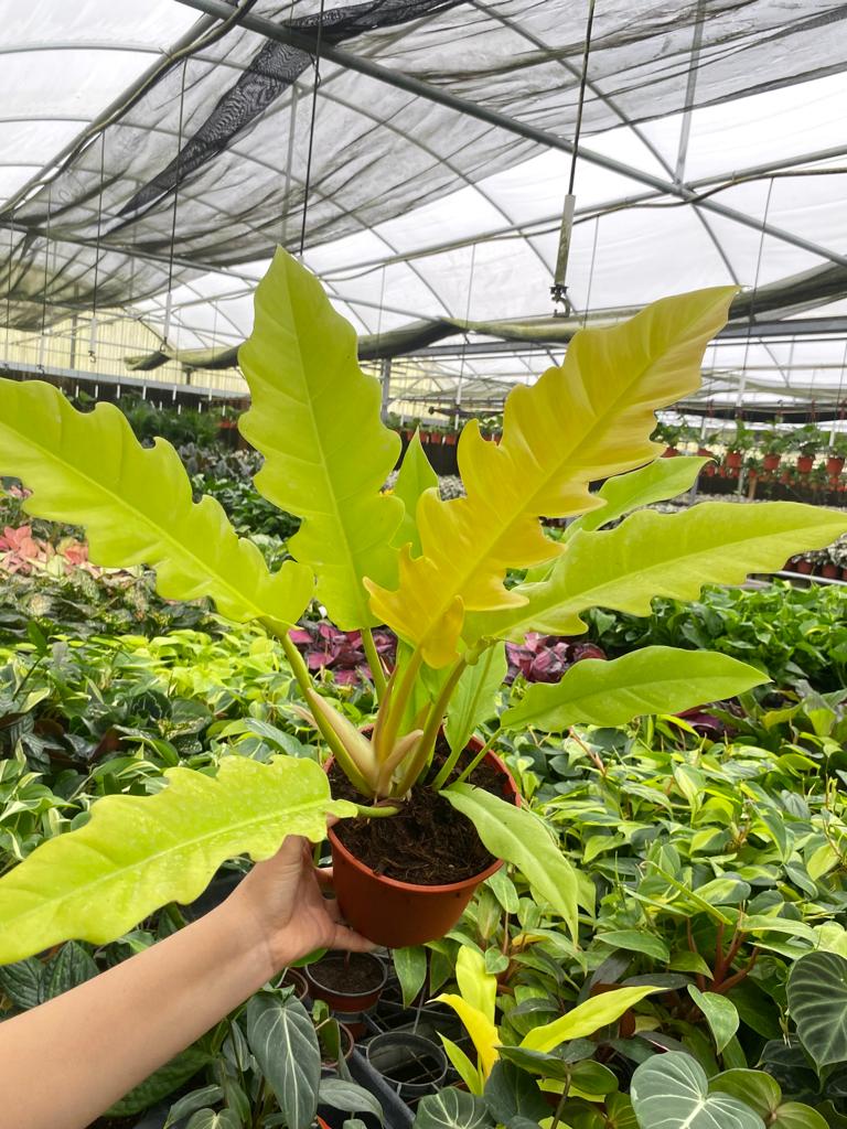 philodendron golden gator Philodendron Golden Crocodile – Coollective Plants