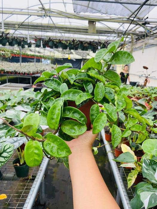 Hoya Krinkle